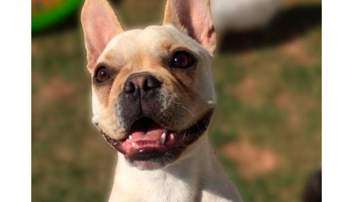 O cachorro que não sente mais frio